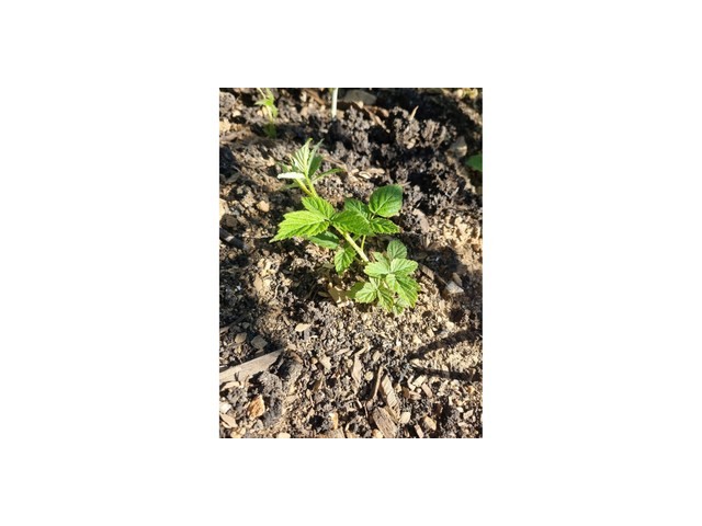 내장산복분자주특16호 추천: 소비자가 인정한 가성비 최강템